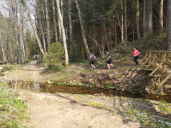 Idyllischer Bacherlweg in unberührter Natur