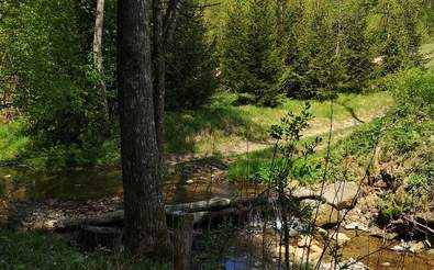 Romantischer Wanderweg in der Natur unweit vom Wohlfühl HotelWiesenhof